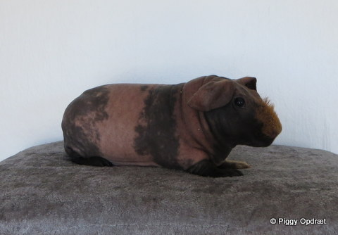 2015-09-30-mowgli